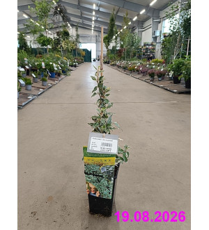 Hedera helix 'Little Diamond' RP 1,6 L